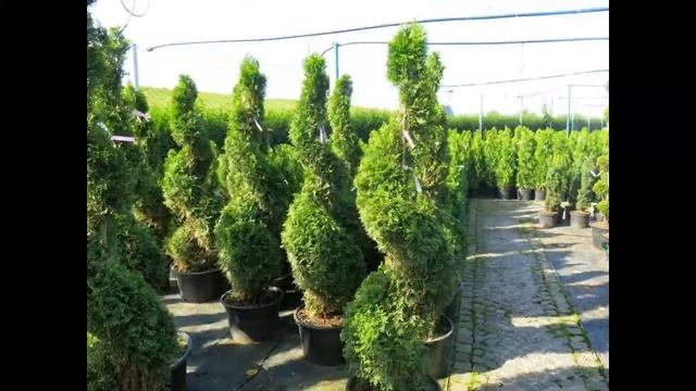 Тис Хикси в озеленении участка.тис Хикси