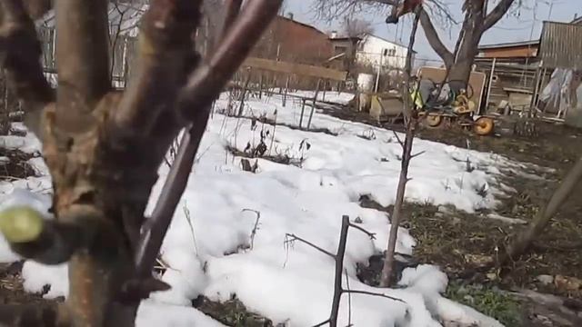 Обрезка колоновидной яблони смотреть онлайн