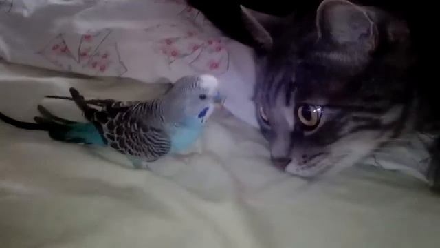 Когда в доме кот и волнистый попугай смотреть онлайн