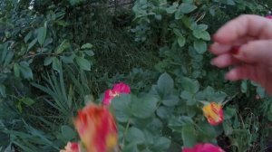 Роза "Вестерленд" на даче - восторг и наслаждение всё лето!