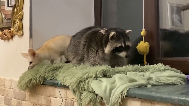 Как содержать енота в квартире смотреть онлайн