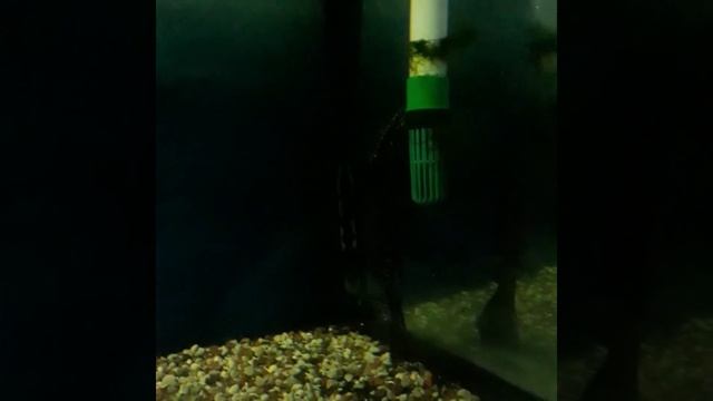 КАЛИНГИРАД АКВАРИН