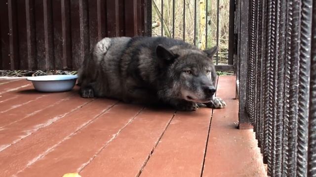 Волк охотится на собачку, уборка вольеров по расписанию. Парк Волков в Санкт-Петербурге. смотреть онлайн