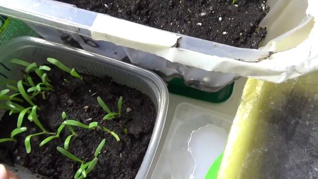 Мои черенки и посадка цветочных растений ! смотреть онлайн