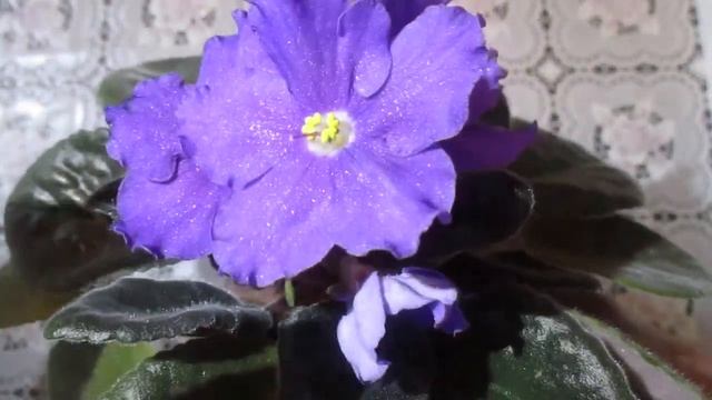 Сортовая цветущая фиалка РС-Импресарио.Обзор сортовых признаков и особенностей сорта. смотреть онлайн