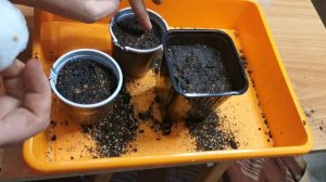 ?Как посеять томаты на рассаду. Сажаю ТОМАТЫ Юсуповский и Корнабель.???