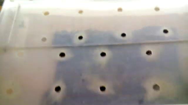 Уход за улитками ахатинами