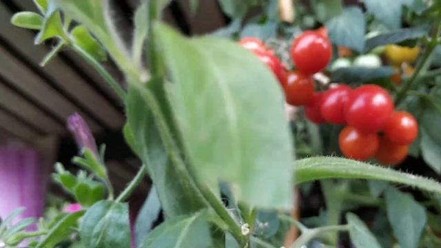 Каменный цветок во всей красе смотреть онлайн