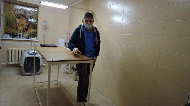 Чипирование собак - ответ ветеринара. Прививки собаке. Трой - прививка в 1.5 года #лабрадор #трой смотреть онлайн