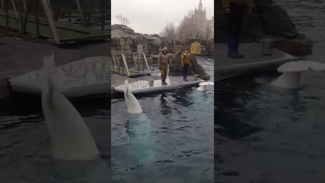 Кормление Белуг !))) смотреть онлайн