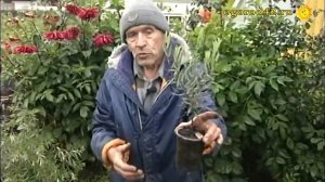 Черенкование ивы. Стрижка и укоренение черенков