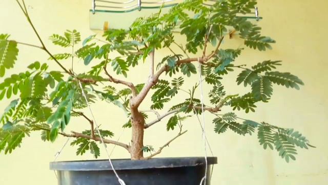 How To Grow Bonsai Trees From Seed - Subtitles Available смотреть онлайн