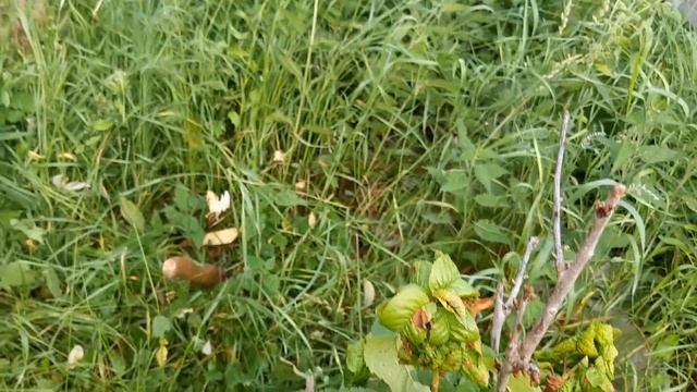 Дача сегодня 26.06.21. Жара 8й день +35. Купаюсь. смотреть онлайн