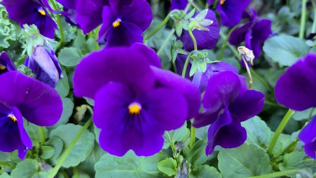 Purple pansy смотреть онлайн