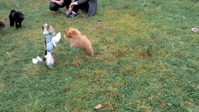 Бивер йорк и шпиц зажигают смотреть онлайн