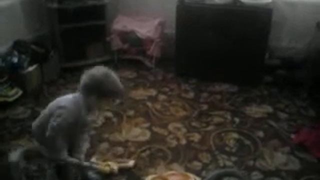 Злой малыш смотреть онлайн