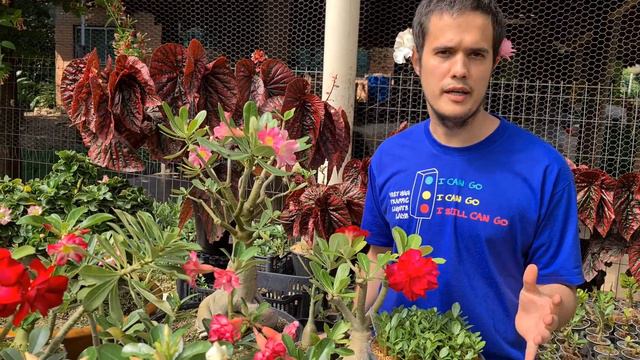 EN - Our Very First English Adenium Video! смотреть онлайн