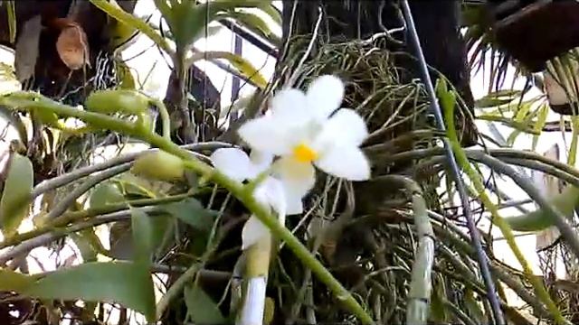 Phalaenopsis  Orchid - Phal  Equestris White (Var Alba)