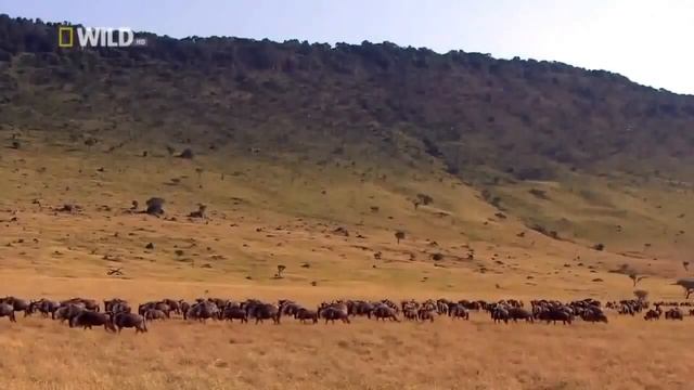 Нильский Крокодил. Антилопы гну смотреть онлайн