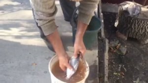 СУХОЙ ПОСОЛ ЛЕЩА ? ЛУЧШИЙ РЕЦЕПТ. Рыба сухого посола.