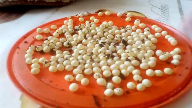 Мои яйца улиток ахатин