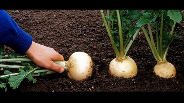 Репа для салата смотреть онлайн