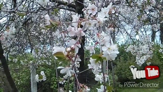 Короткие мгновения весны.Видео зарисовка. смотреть онлайн