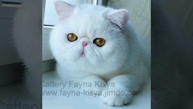 #купитькотенкаэкзота #куплюкотенка #котятаэкзоты #exoticshorthairkitten #exotickittens #cat #pets смотреть онлайн