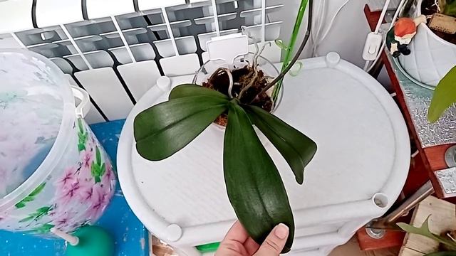 Фаленопсис Little Empoerar. Обзор на 10.06.2020 г. смотреть онлайн