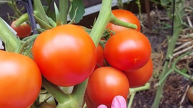 Обзор коллекционных томатов,выращенные из моей рассады.Тепличные томаты в открытом грунте.Самара202 смотреть онлайн