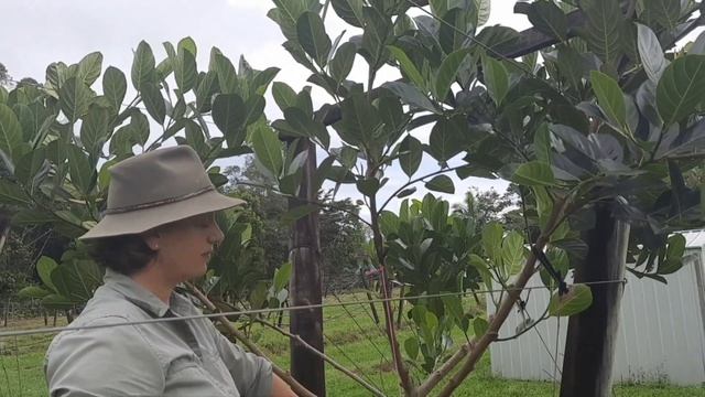 Jackfruit tree shaping method & management смотреть онлайн