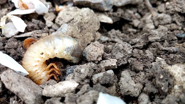 Ленивая личинка смотреть онлайн