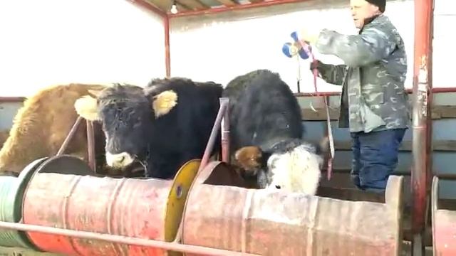 проверяем вес бычков смотреть онлайн