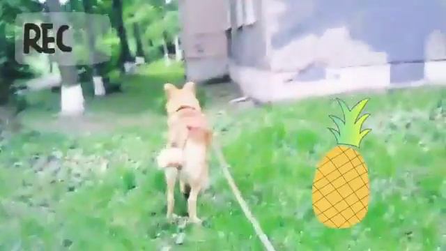 Прогулка с Бутузом смотреть онлайн