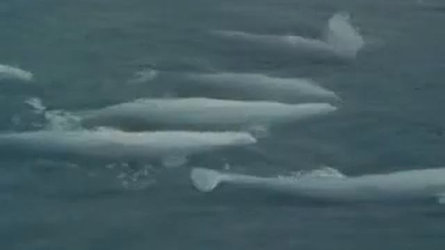 Дельфин БЕЛУХА смотреть онлайн