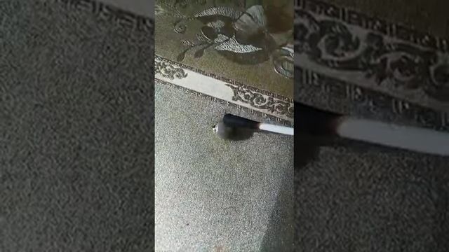 Дикая Природа в Доме