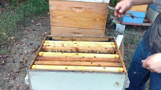 🔵Fall Flow, Fall Mites, And Checking The Beetle Buster!