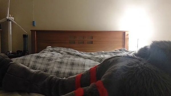 Ripping on the Bed - Fursuit Fart Compilation (furry farts)