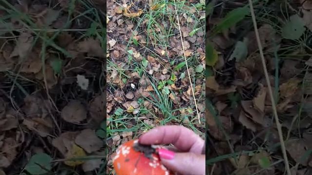 Тихая охота в осеннем лесу смотреть онлайн
