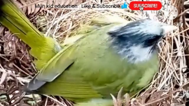 A for apple b for ball c for cat смотреть онлайн