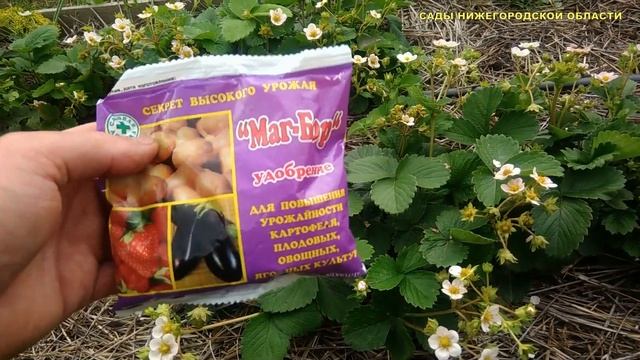Чем подкормить клубнику во время цветения смотреть онлайн