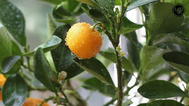 30 best plants for bonsai in India | bonsai trees for beginners | Indian bonsai plant identificatio смотреть онлайн