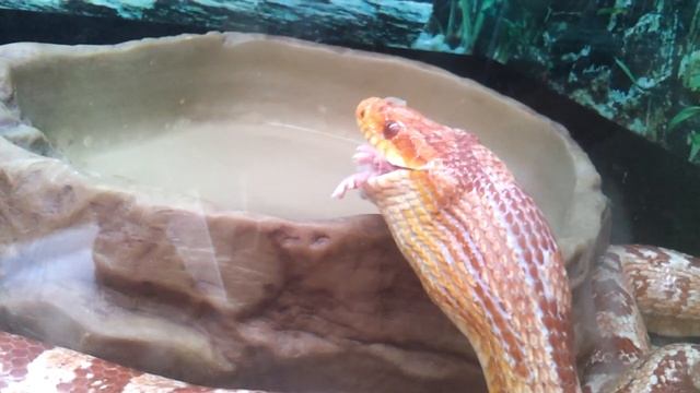 Змея живьем заглатывает мышь/snake swallow live mouse 2 смотреть онлайн