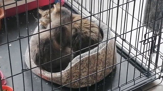 VID 20220307 122441 смотреть онлайн