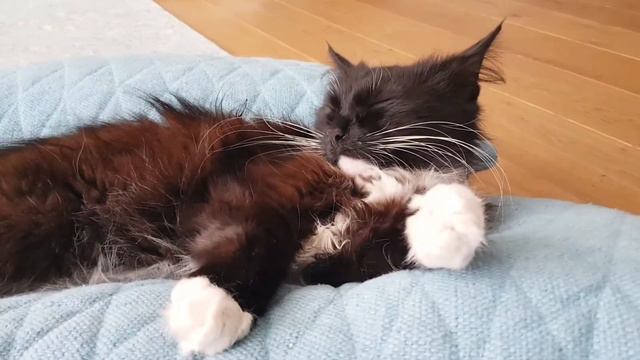 Кошка слушает Апокалиптику смотреть онлайн