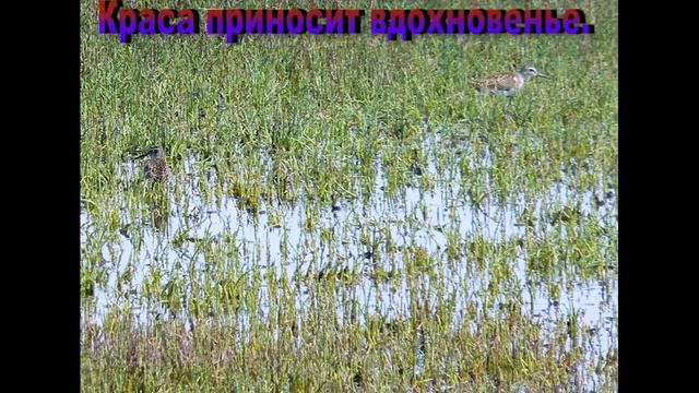 Культурная олимпиада 2017 год смотреть онлайн