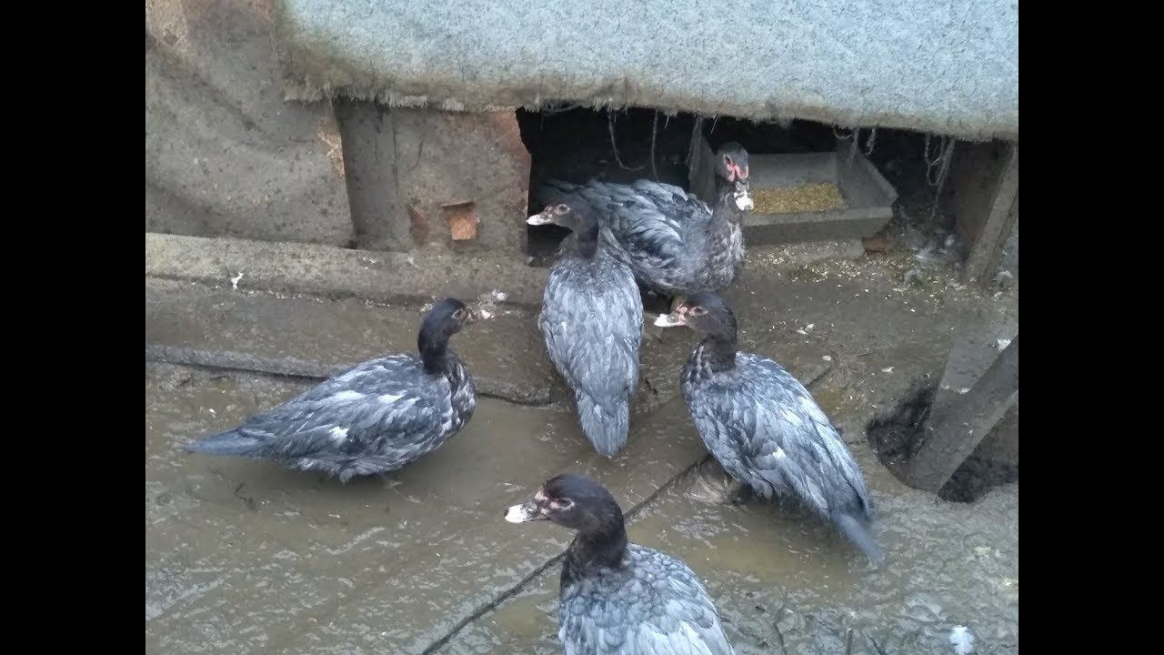 Везем голубых уточек новым хозяевам В Москву и в Воронеж смотреть онлайн