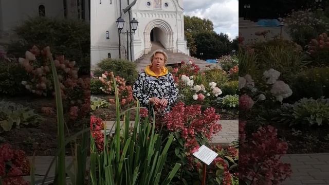 Гортензия-медонос :Дарума смотреть онлайн