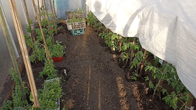 Сибирь. Высаживаем томаты в новую теплицу. смотреть онлайн