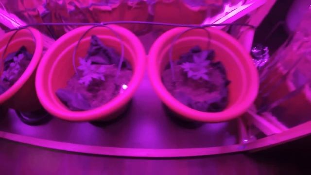 Моя система капельного полива на 3 горшка смотреть онлайн